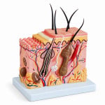 Human Skin